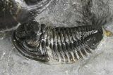 Multi-Toned Hollardops Trilobite With Gerastos #381560-8